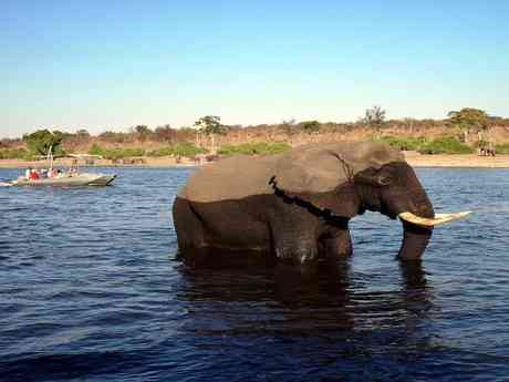 Affordable Zambezi & Chobe Safari